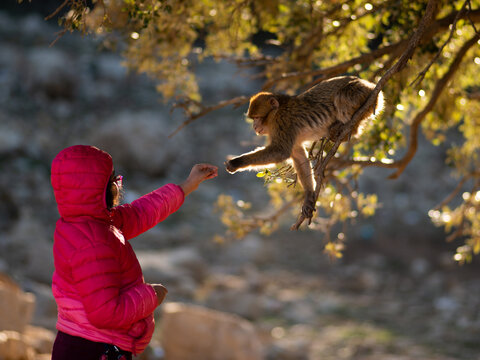 A girl in a bright pink jacket feeds an Atlas monkey in the province of Ifrane (Morocco)