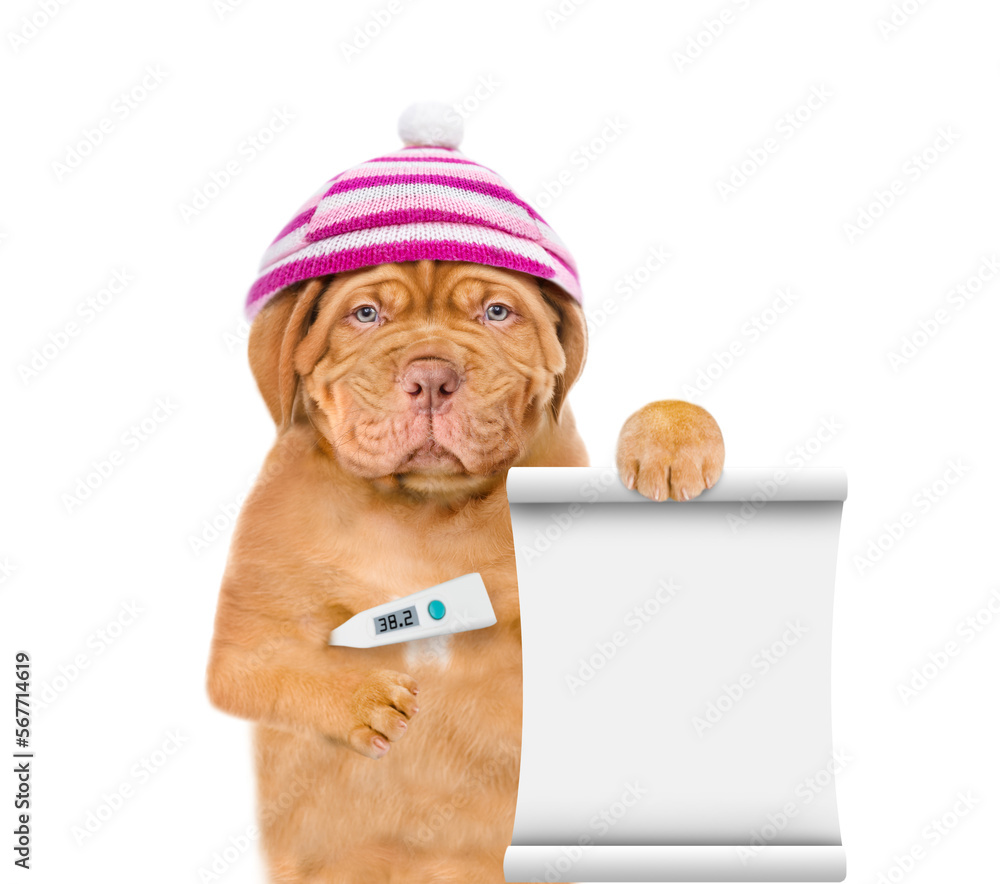Poster sad sick puppy wearing warm hat holds thermometer and shows empty list. isolated on white background