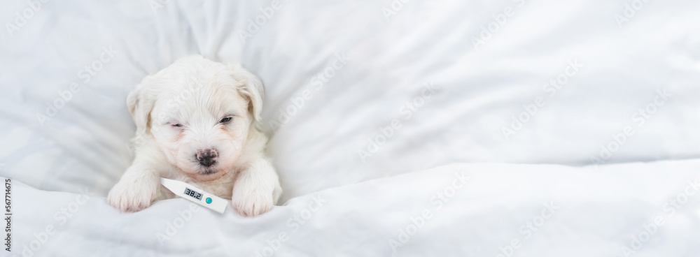 Poster sick bichon frise puppy sleeps with a thermometer under it paw covered white blanket on a bed at hom