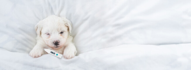 Sick Bichon Frise puppy sleeps with a thermometer under it paw covered white blanket on a bed at home. Top down view. Empty space for text