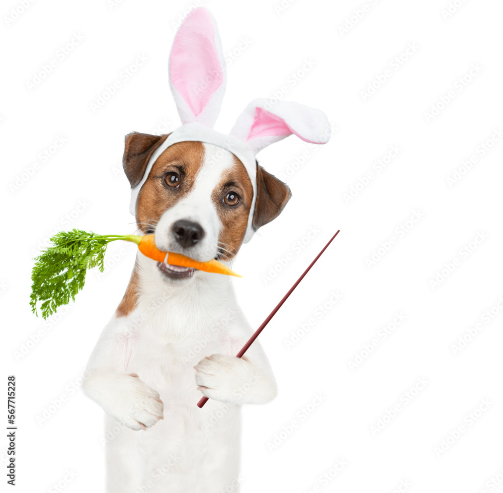 Poster jack russell terrier puppy wearing easter rabbits ears holds carrot in it mouth and points away on e