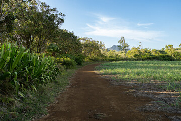Fototapeta na wymiar Mauritius tropical countryside with rainforest