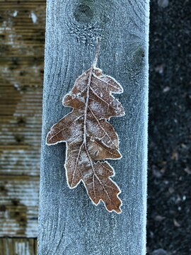 Frosty oak leaf on wood
