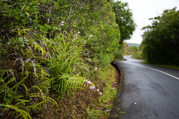 Arundina graminifolia wild orchid in Mauritius island