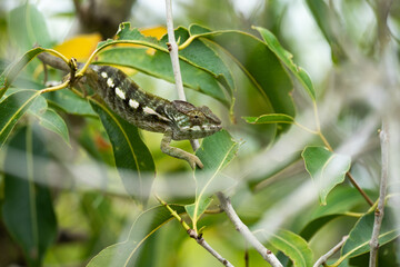 The panther chameleon (Furcifer pardalis) in wild nature of Mauritius