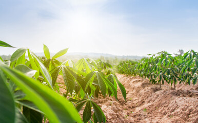 row of cassava tree in field. Growing cassava, young shoots growing. The cassava is the tropical food plant,it is a cash crop in Thailand. This is the landscape of cassava plantation in the Thailand.