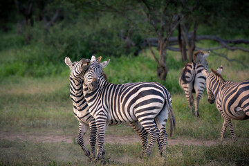 Fototapeta na wymiar Plains zebra or common zebra (Equus quagga prev. Equus burchellii) stallions fighting. Ngorongoro Conservation Area (NCA). Tanzania