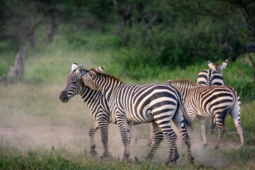 Plains zebra or common zebra (Equus quagga prev. Equus burchellii) stallions fighting. Ngorongoro Conservation Area (NCA). Tanzania