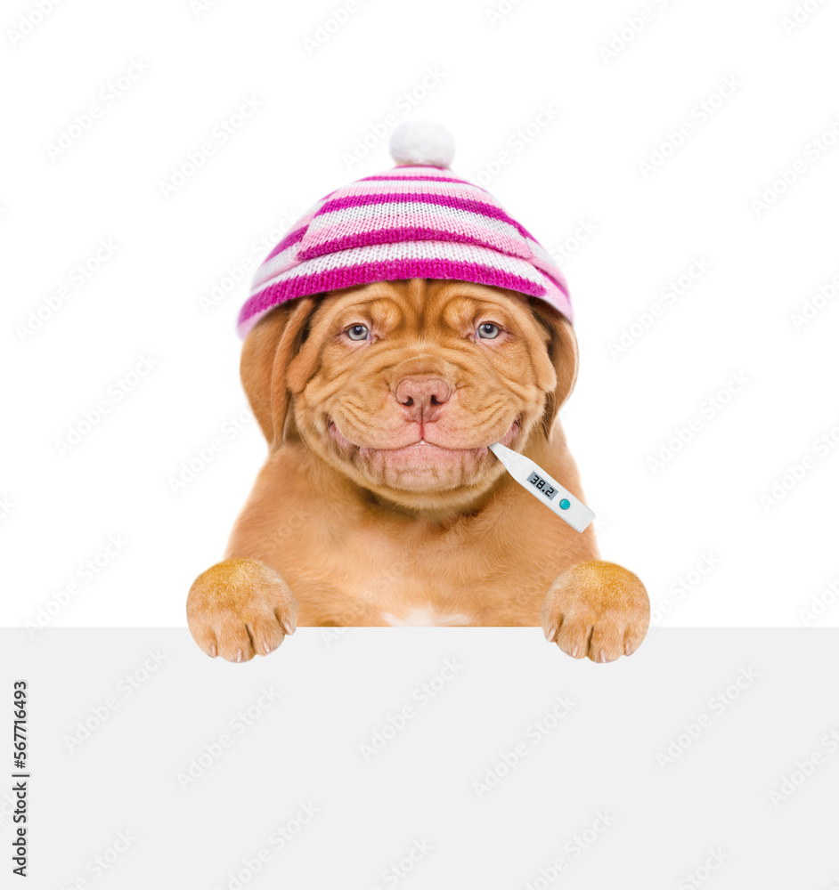 Poster smiling puppy wearing warm hat holds thermometer in it mouth and looks above empty white banner. iso