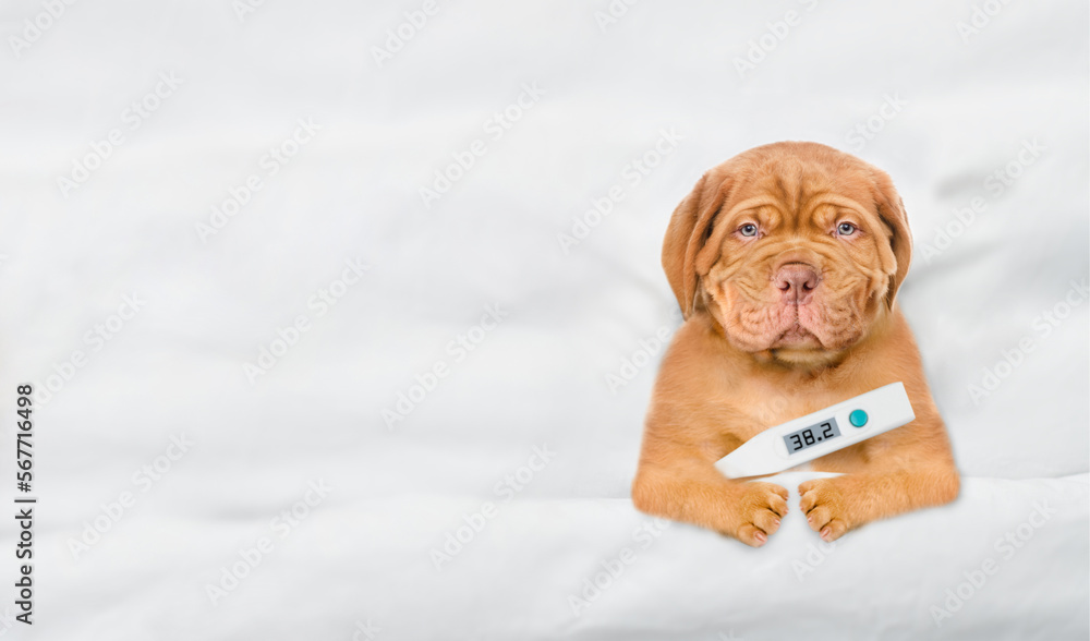Poster Unhappy Sick mastiff puppy lying  on a bed at home with a thermometer under in paw. Top down view. Empty space for text