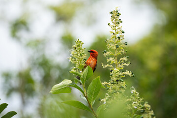 Foudia madagascariensis (Madagascar Red Fody) in wild nature of Mauritius