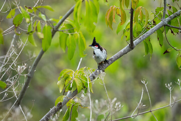 Pycnonotus jocosus (Red-whiskered Bulbul) bird in wild nature of Mauritius