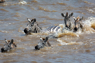 Plains zebra or common zebra (Equus quagga prev. Equus burchellii) swimming across a river....