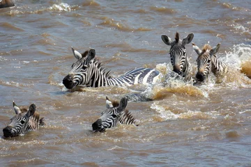 Keuken spatwand met foto Plains zebra or common zebra (Equus quagga prev. Equus burchellii) swimming across a river. Ngorongoro Conservation Area (NCA). Tanzania © Roger de la Harpe