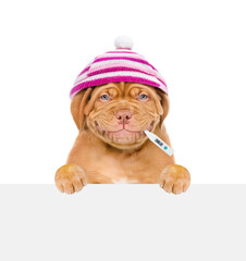 Smiling puppy wearing warm hat holds thermometer in it mouth and looks above empty white banner. isolated on white background