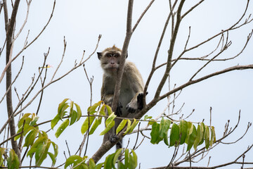 Crab-eating macaque (Macaca fascicularis) in Mauritius island