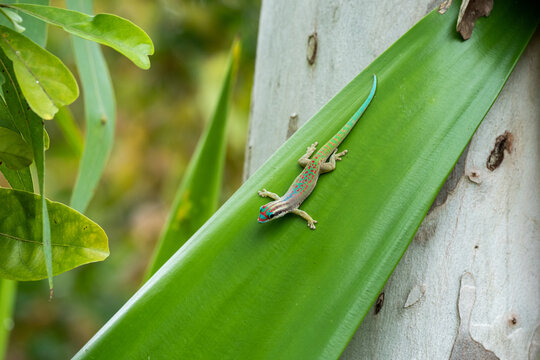 Mauritius ornate day gecko (Phelsuma ornata) in wild nature of Mauritius
