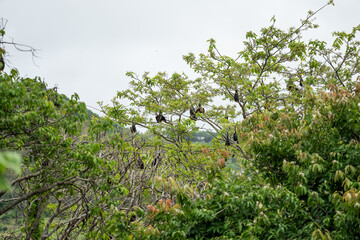 The Mauritian flying fox (Pteropus niger) in wild nature of Mauritius