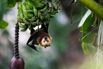 The Mauritian flying fox (Pteropus niger) in wild nature of Mauritius
