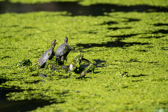 Wild leprous tortoises sitting on branch in pond