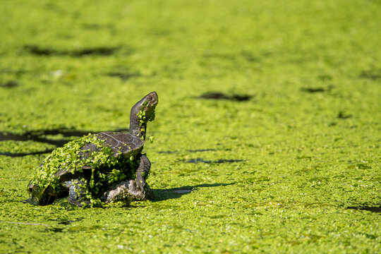 Wild leprous tortoise sitting on branch in pond