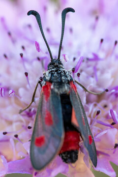 Spotted zygaena butterfly sitting on flower