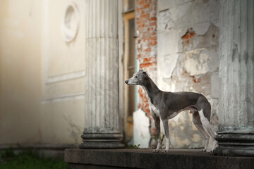 Beautiful graceful dog on the background of old architecture. Gray Whippet outdoors. High quality...