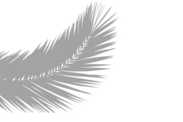 window shadow Tropical plant overlay element for portrait easy to use PNG