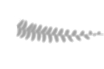 window shadow Tropical plant overlay element for portrait easy to use PNG