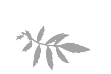 window shadow Tropical plant overlay element for portrait easy to use PNG