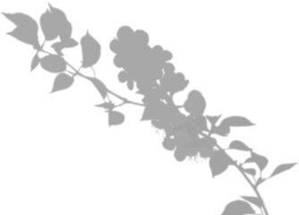 window shadow Tropical plant overlay element for portrait easy to use PNG
