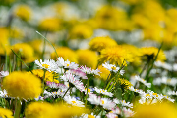 Close up of dandelions and daisies in the grass, wildflowers bloom in spring