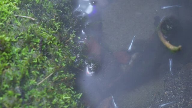 霧が晴れる中を泳ぐ幹之メダカ
