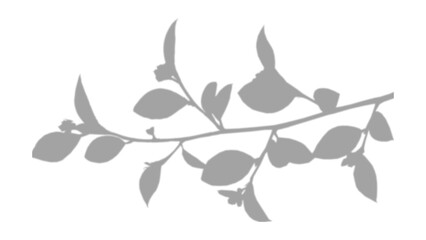 window shadow Tropical plant overlay element for portrait easy to use PNG