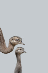 Cover page with ostrich mother with her small cute and curious chick at solid grey background with...