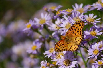 ツマグロヒョウモン