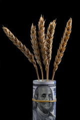 Ripe ears of wheat and rolled up 100 US dollar bills - obrazy, fototapety, plakaty