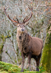 Obraz premium Red Deer Stag in Glen Etive, Scotland