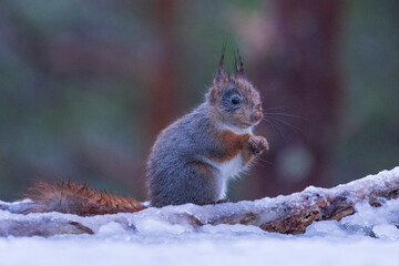 Red squirrel (Sciurus vulgaris)