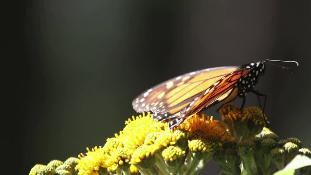 Monarch butterflies in mexico nature sanctuary 