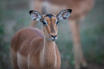 impala antelope portrait