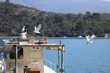 water bird taking a lunch break on migration routes