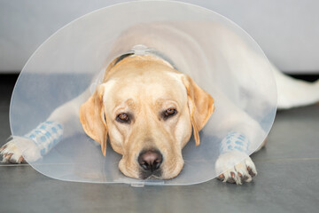A sad labrador with a protective cone collar and paws in a cast lies on the floor in the room