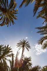 coconut palms against a blue sky