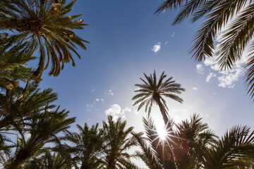 Fototapeta na wymiar coconut palms against a blue sky