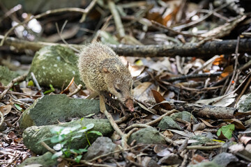 Naklejka na ściany i meble Tenrec ecaudatus hedgehog inwild nature of Mauritius