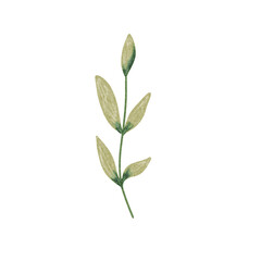 Fototapeta premium Botanical spring summer leaf watercolor illustration for wedding invitation card, decoration, frame and wreath