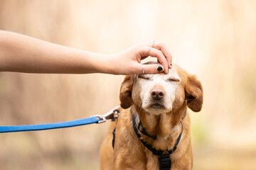 Front view of hand of unrecognizable person stroking his dog. Pet care concept.