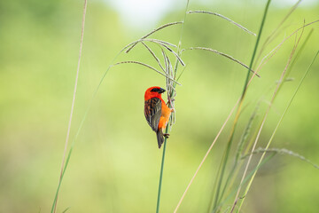 Foudia madagascariensis (Madagascar Red Fody) in wild nature of Mauritius
