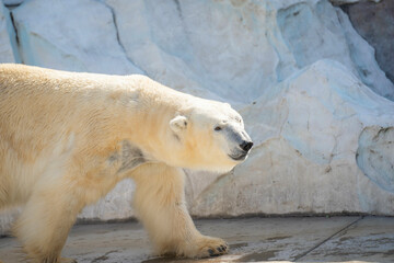 ホッキョクグマ